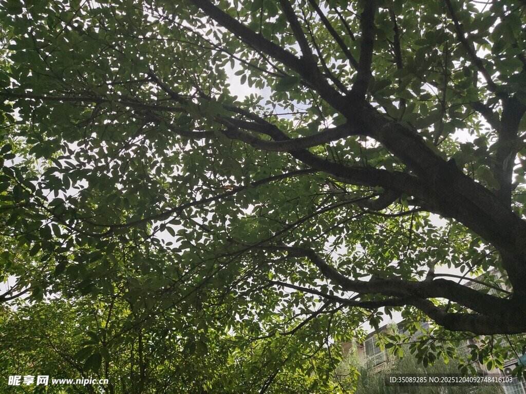 繁茂枝叶间的光影世界