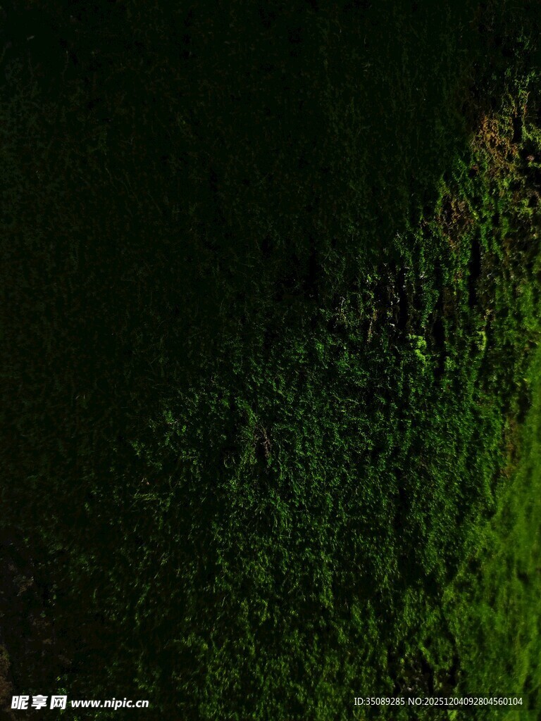 翠绿草地纹理特写