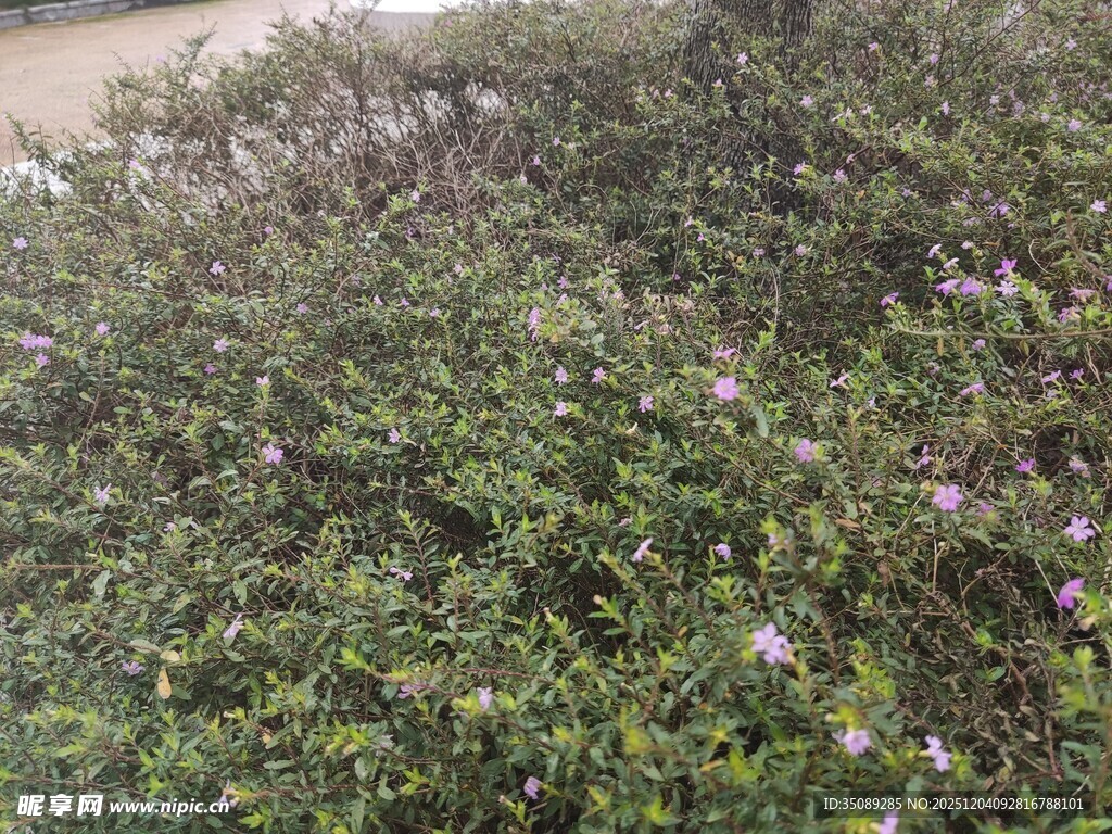 繁茂花丛中的紫色小花