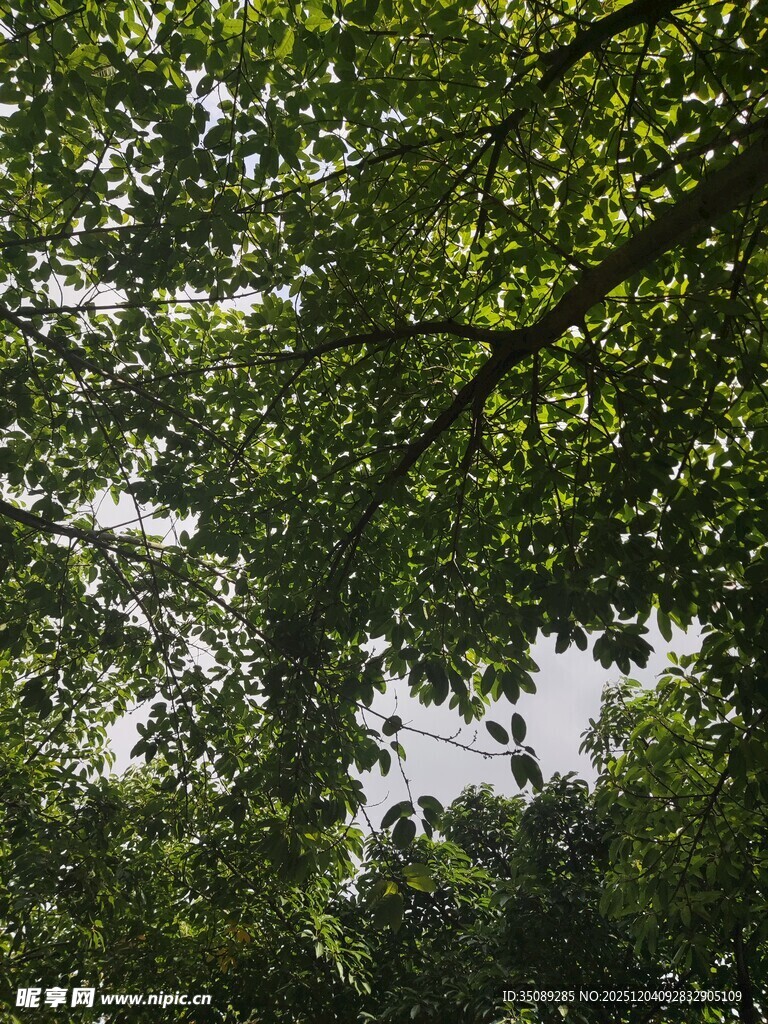 繁茂枝叶间的天空一角