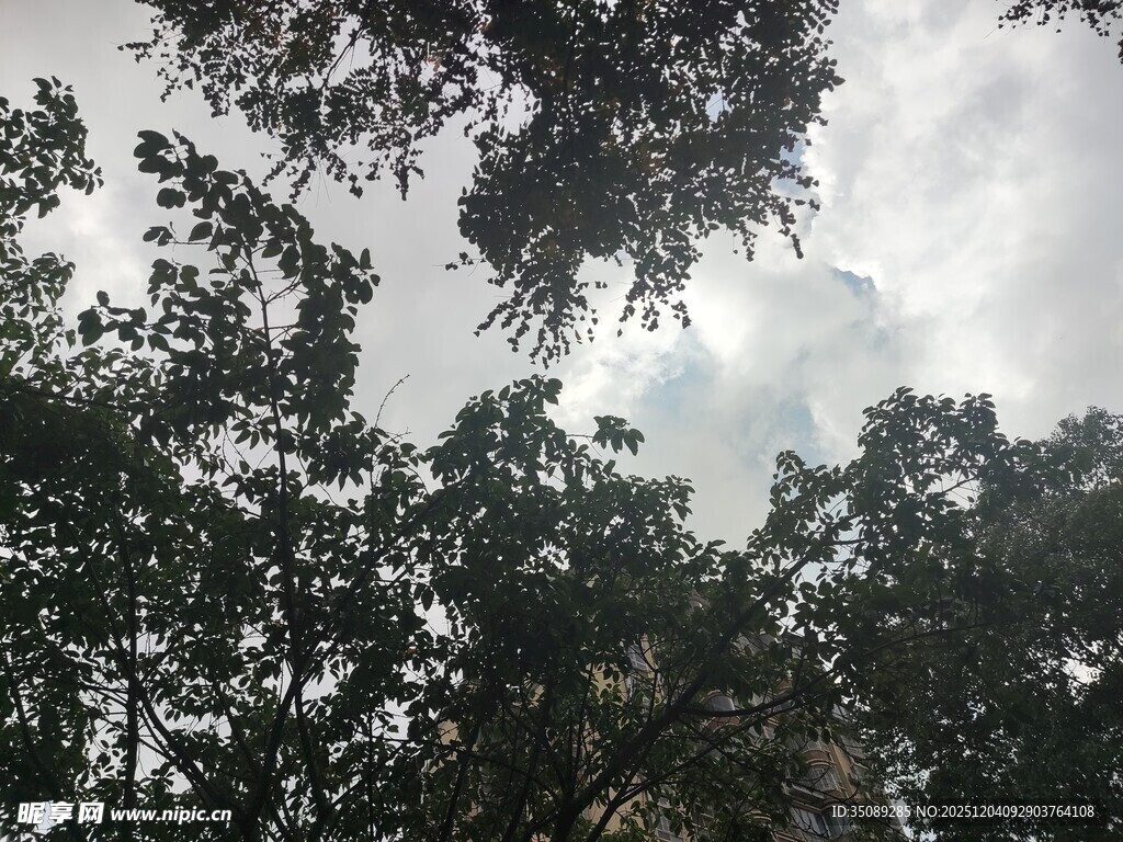 仰视视角下的繁茂树林