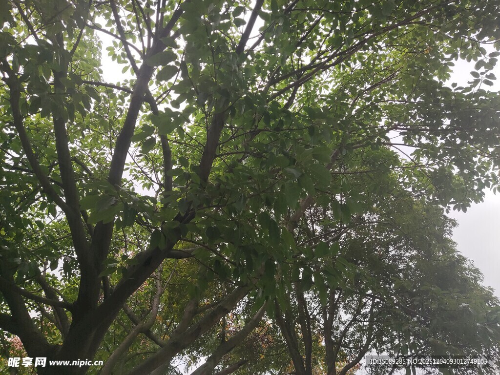 繁茂绿树展现自然生机