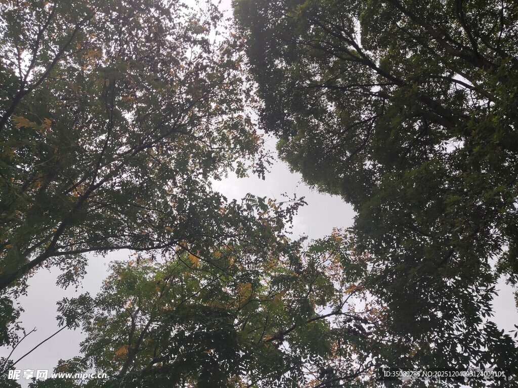 仰视茂密树林树冠