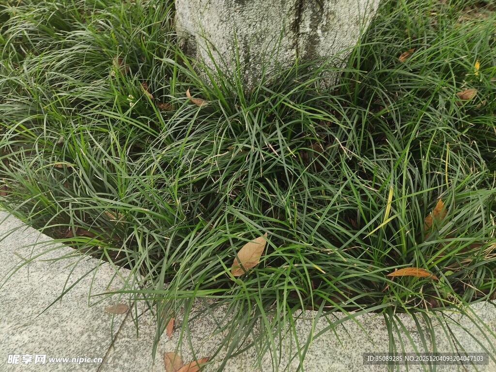 石边翠绿小草景观