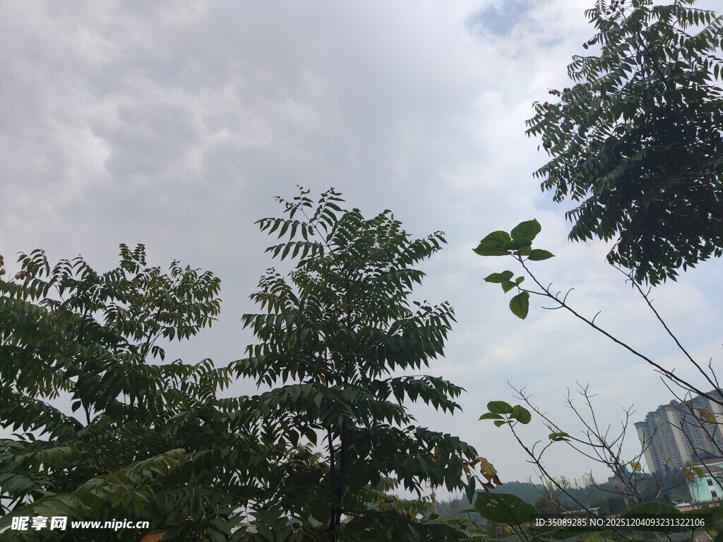 户外绿树与天空景象