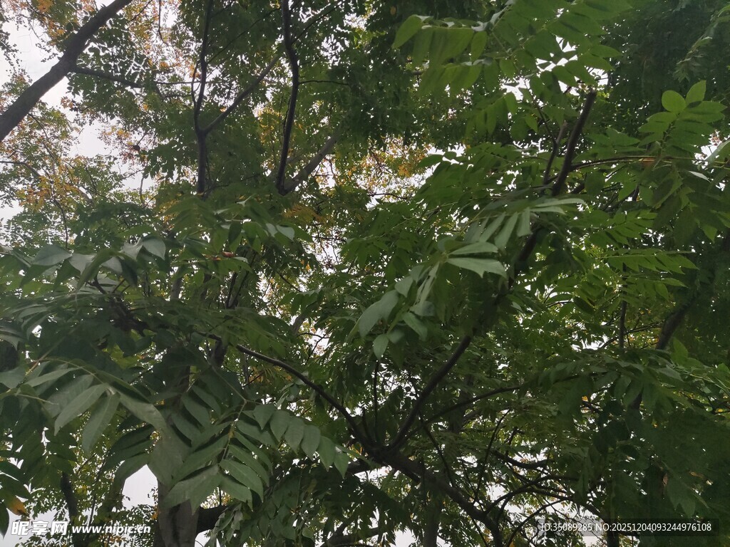 繁茂绿树展现自然生机