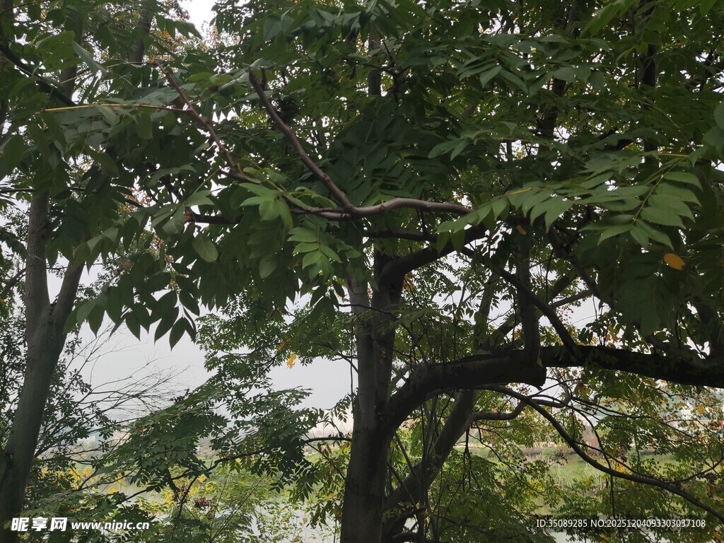 繁茂绿树展现自然生机