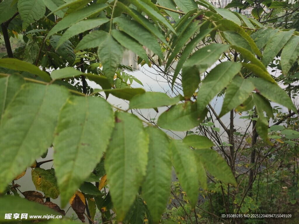 绿叶繁茂的植物景象
