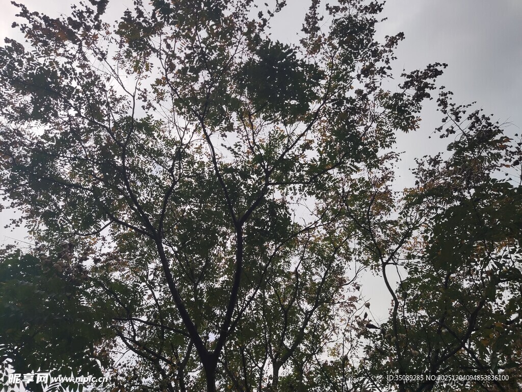 阳光透过枝叶的自然景象