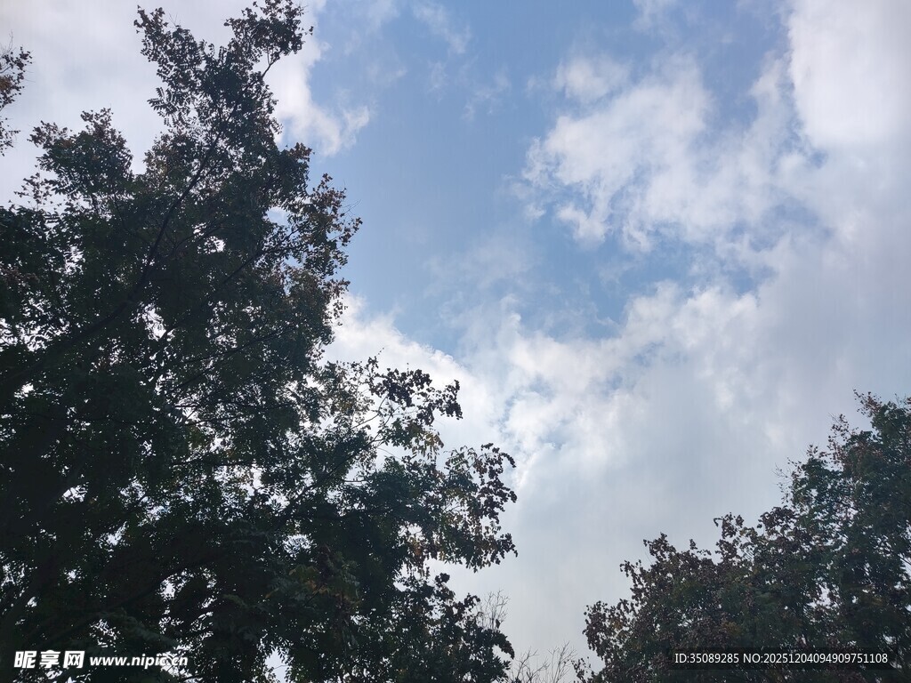 蓝天白云下的茂密树木