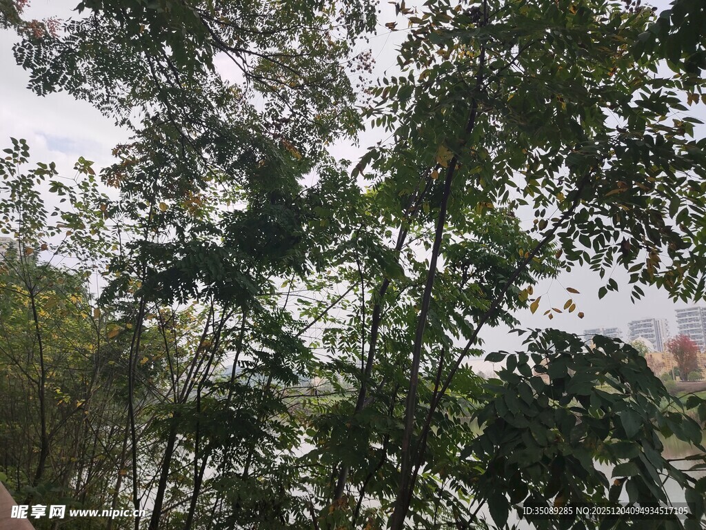 茂密树林中的绿意景致