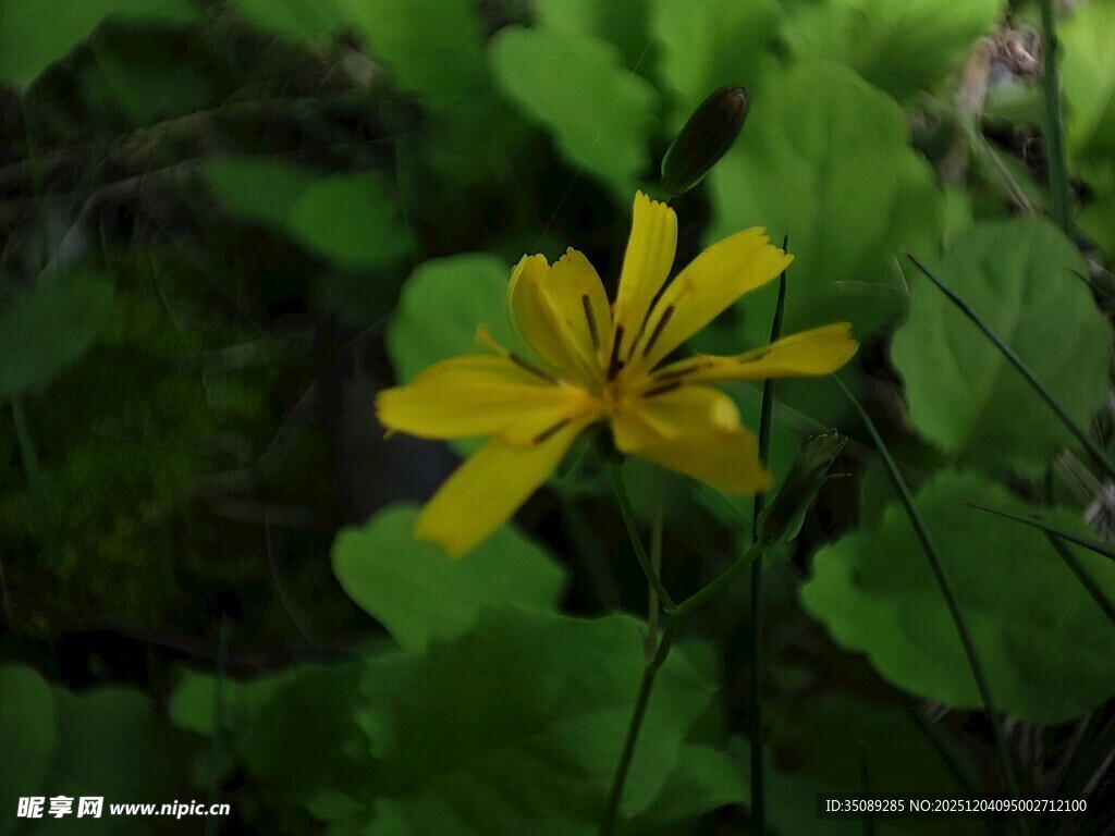 黄色小花绽放于绿叶间