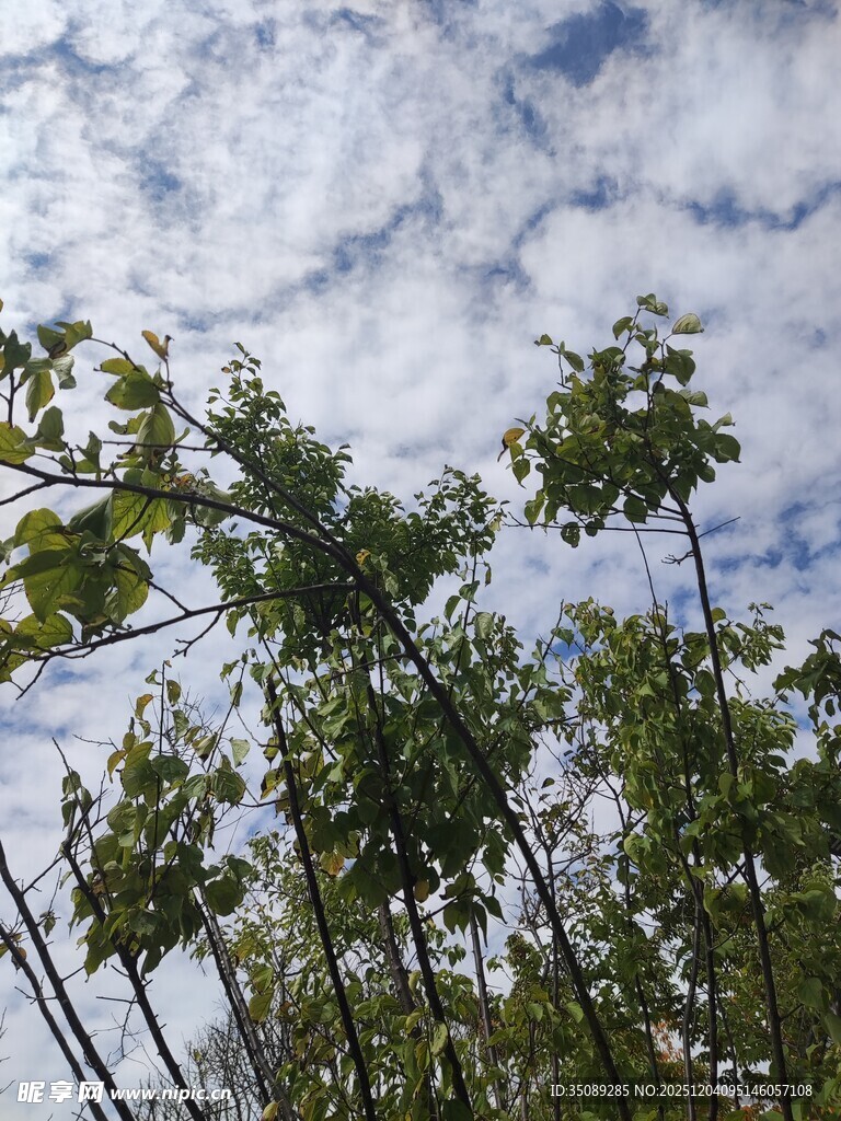 蓝天白云下的绿树梢