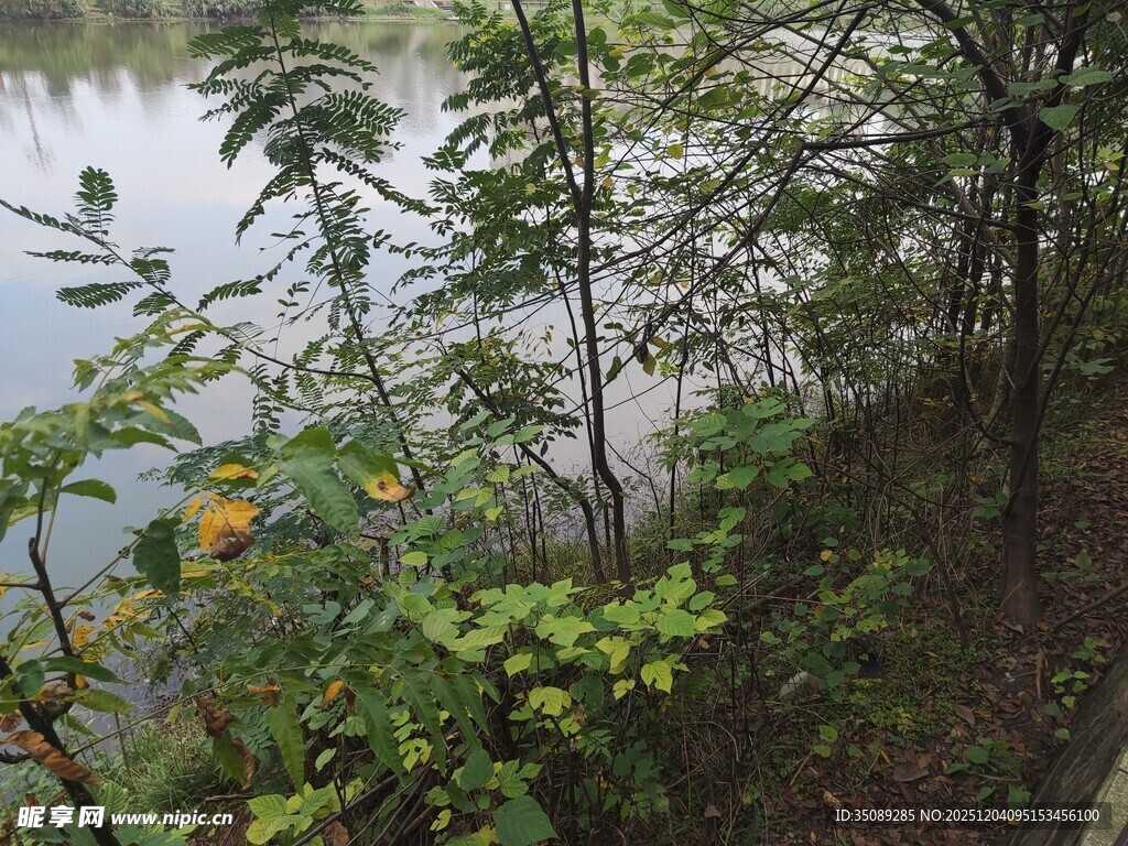 湖畔绿植景致