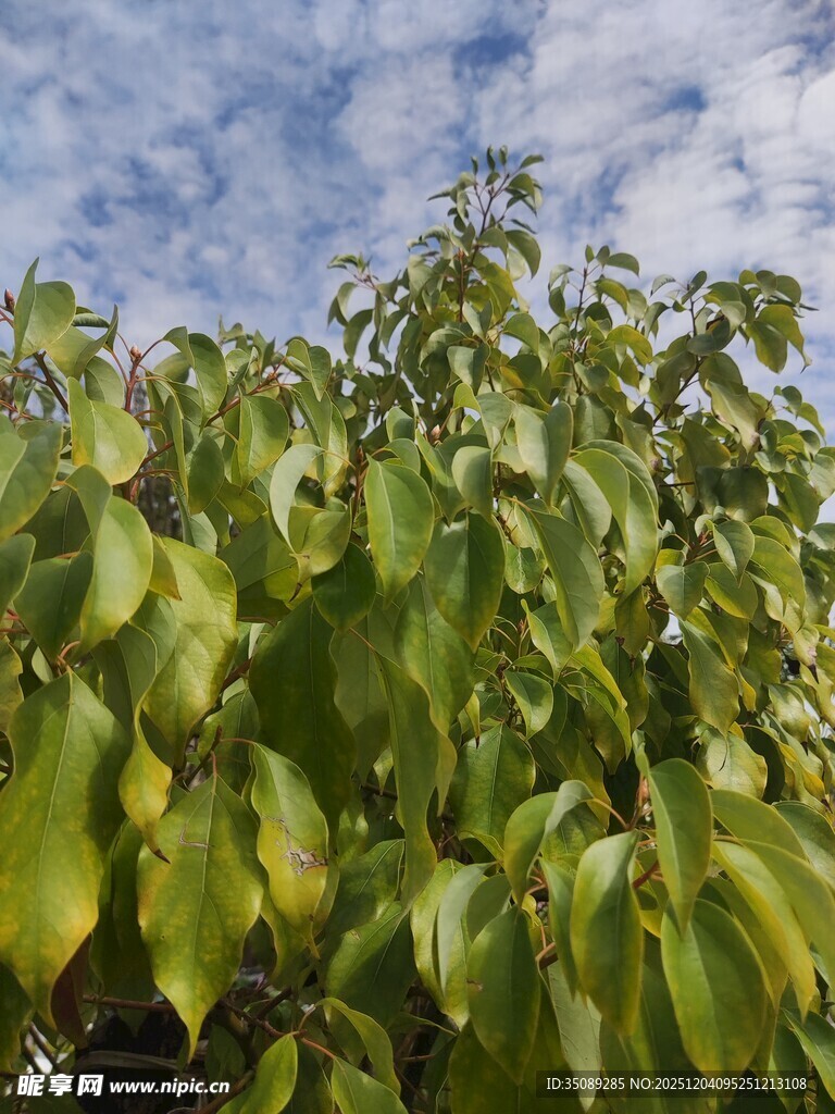 绿叶繁茂的树冠