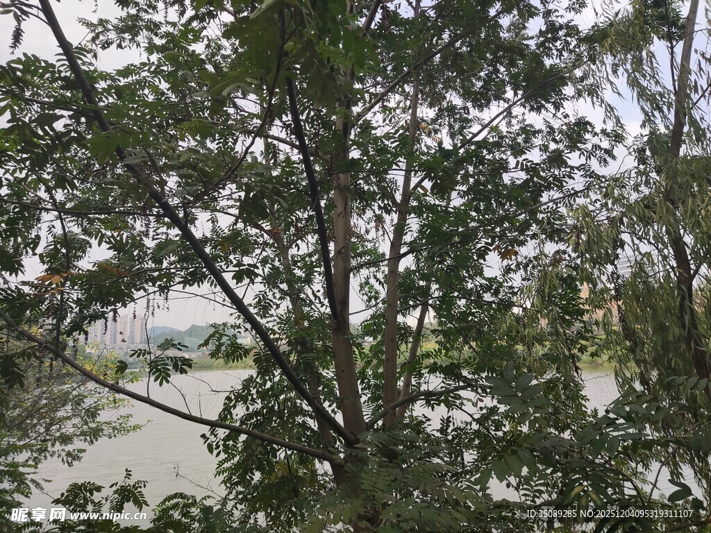 雨中繁茂树木景观