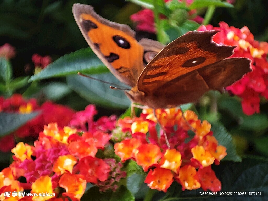 彩蝶停驻缤纷花朵间