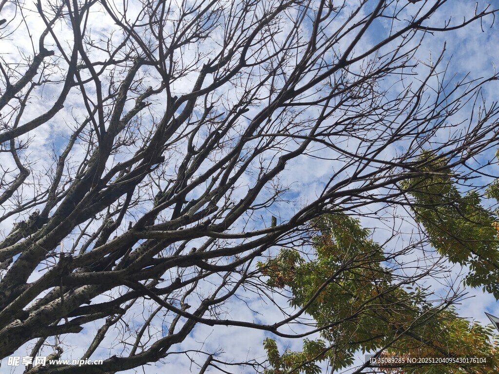 冬日枯树与蓝天景象