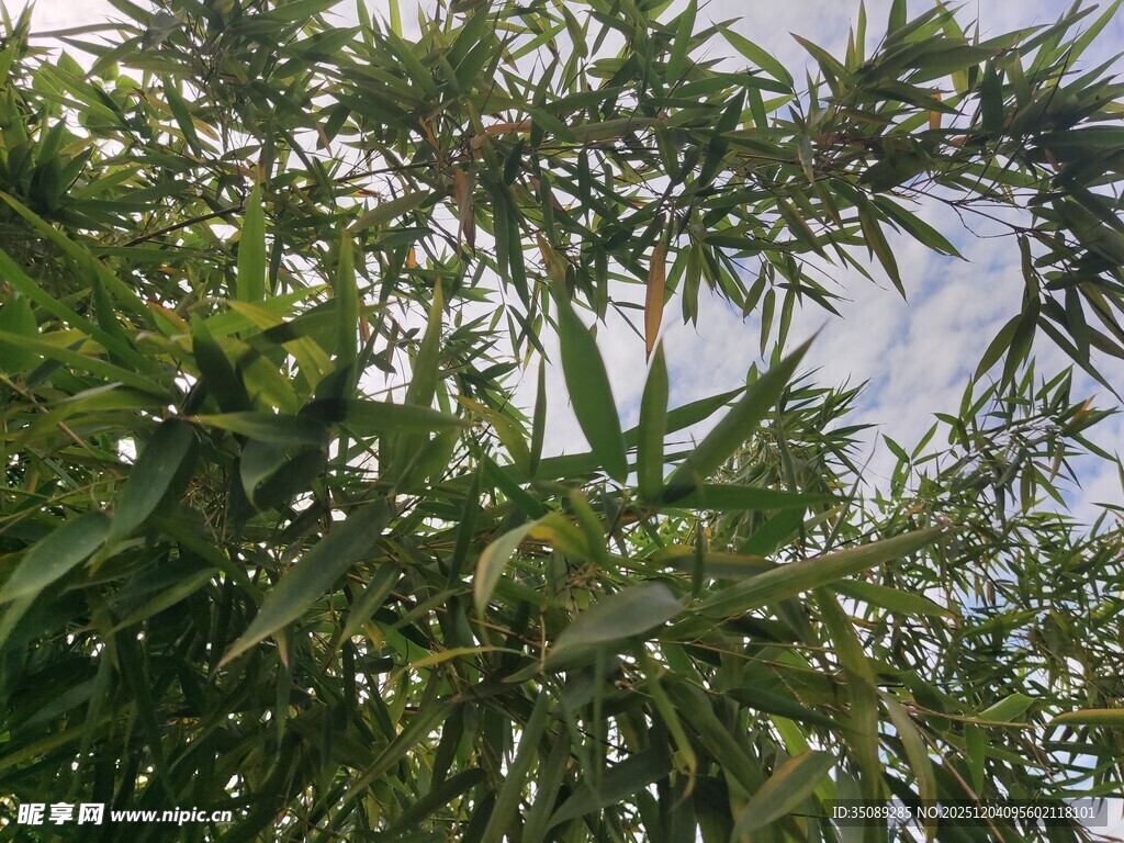 翠绿竹林枝叶繁茂