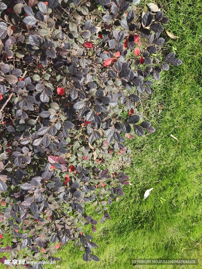 地面上的红色小物件与绿草