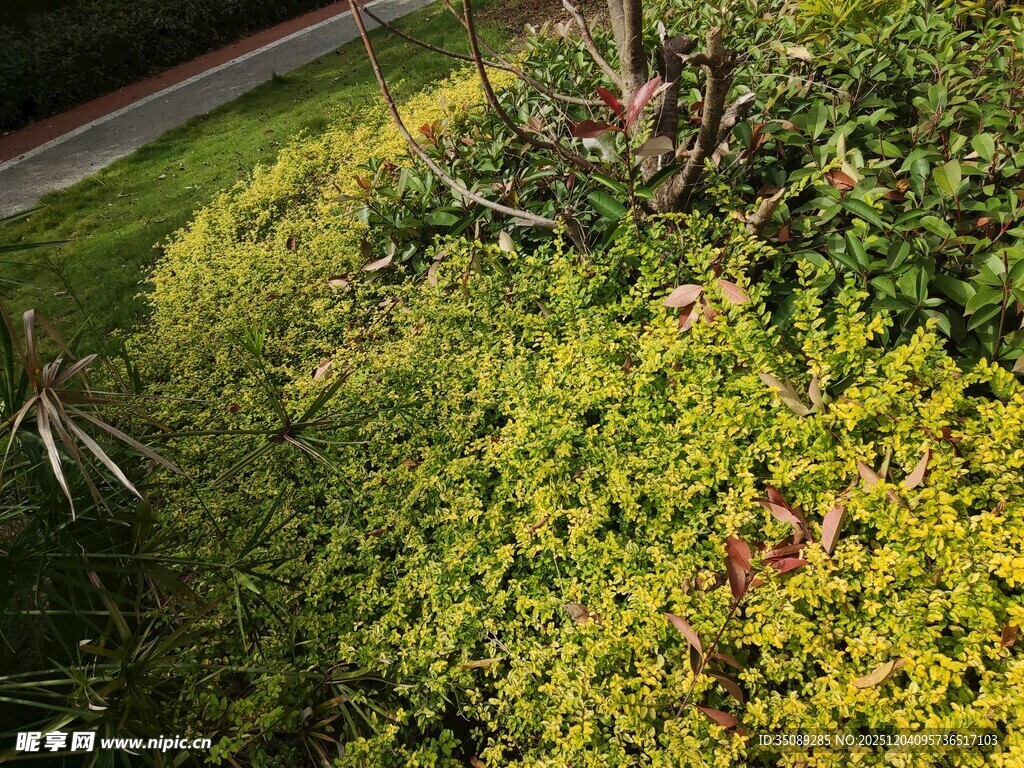 绿意盎然的路边植物景观