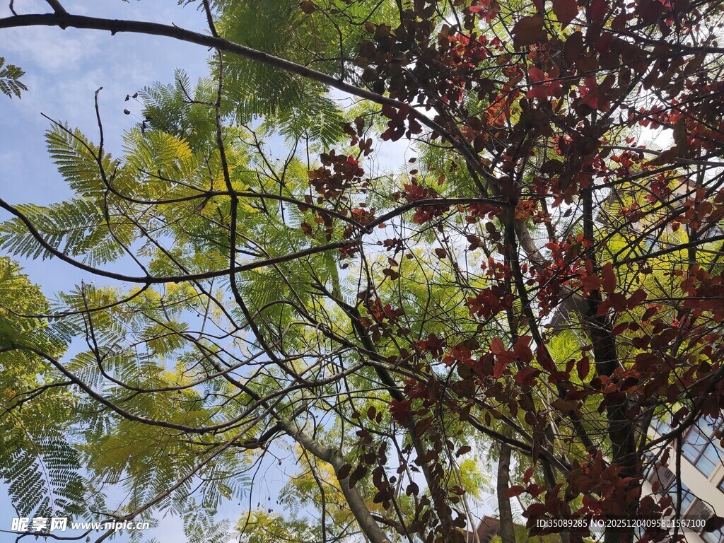 枝叶繁茂的多彩树木
