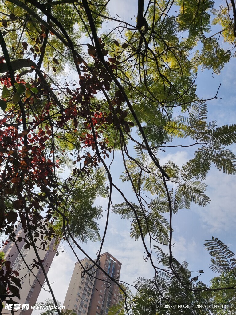 仰视绿树与高楼的景致