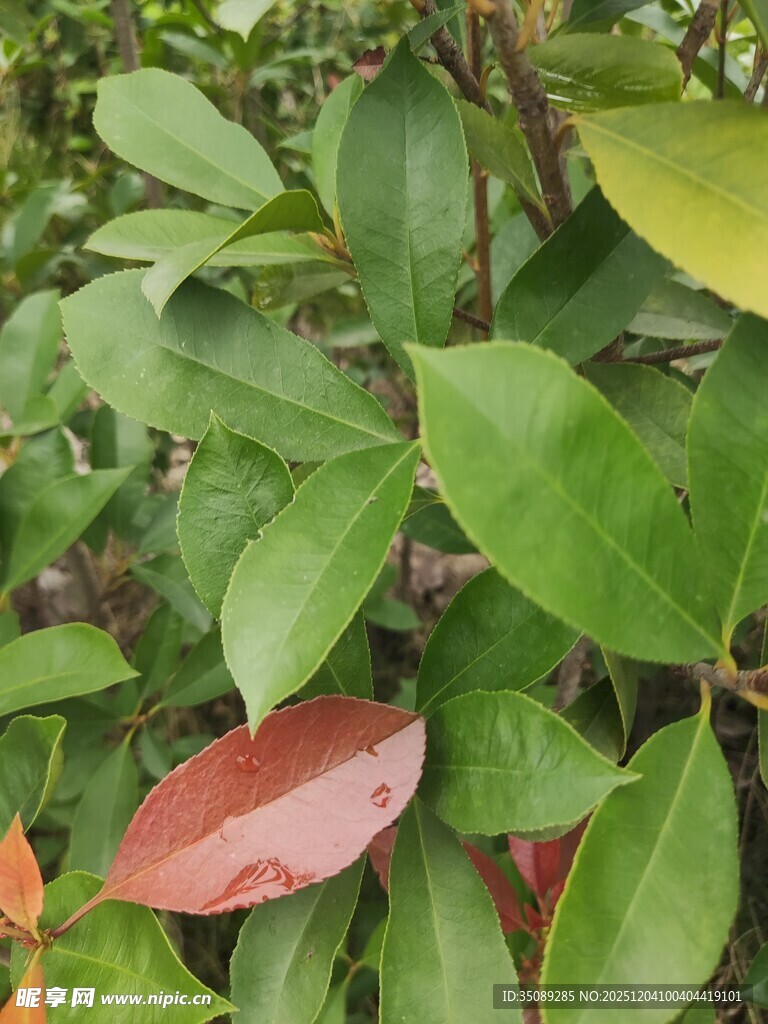 多彩叶片的植物特写