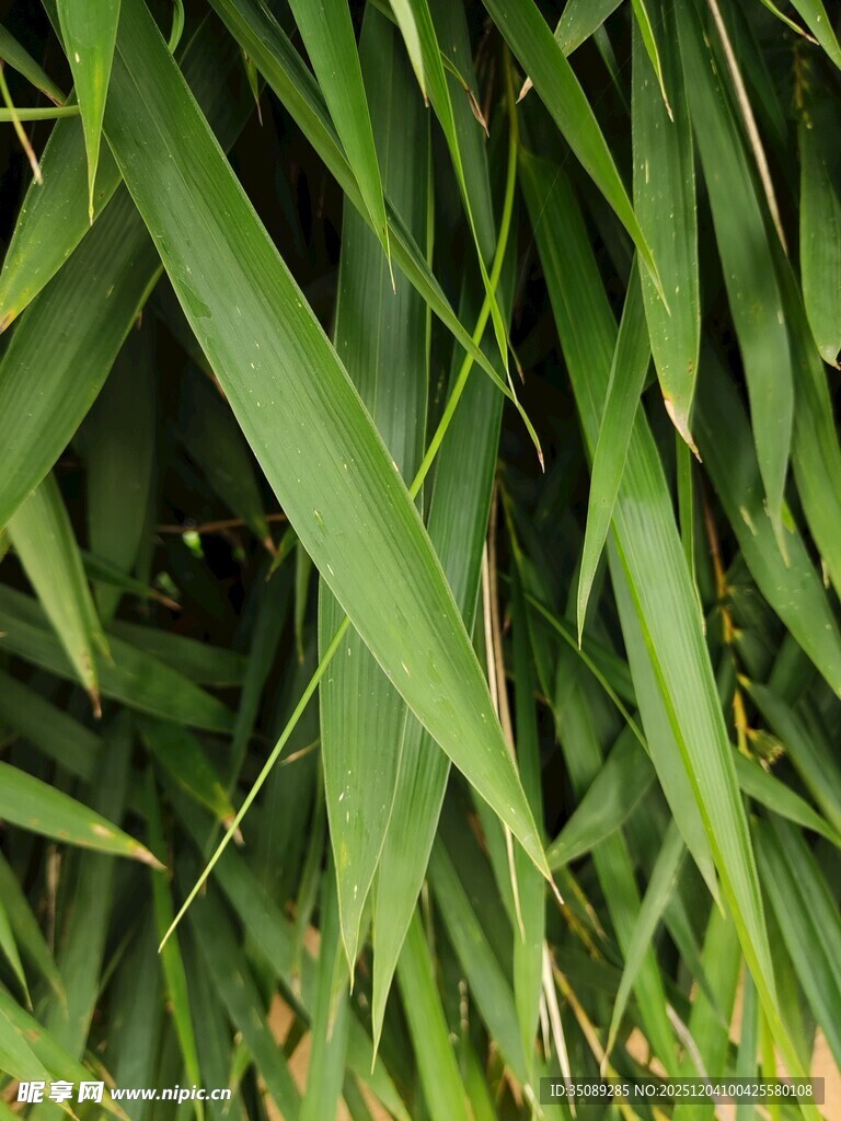 翠绿竹叶特写