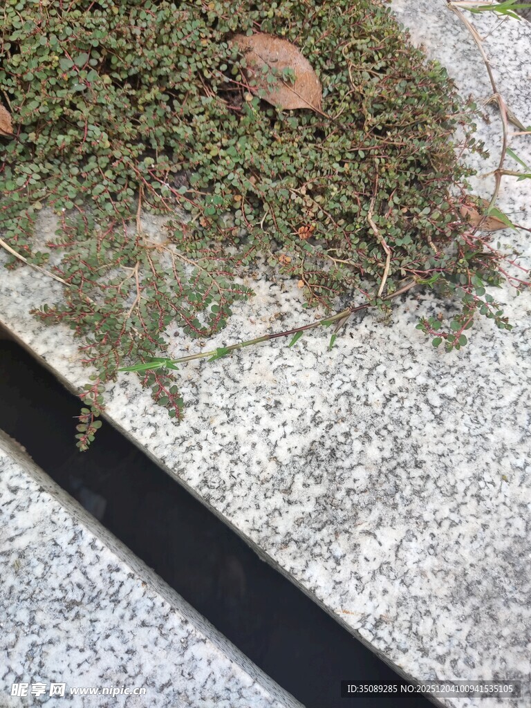 石板上的苔藓与枯叶