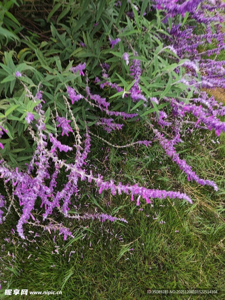 紫色垂吊花卉绽放美景