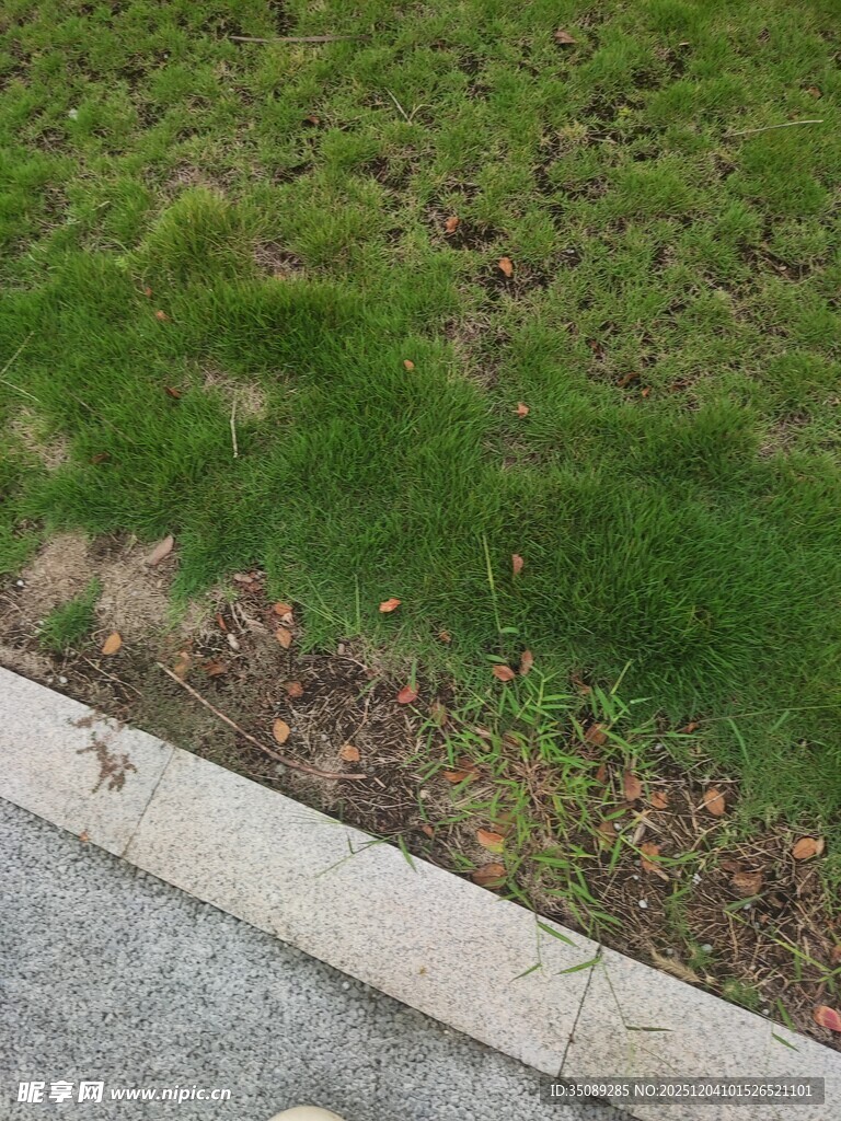 路边草地与水泥边界景象