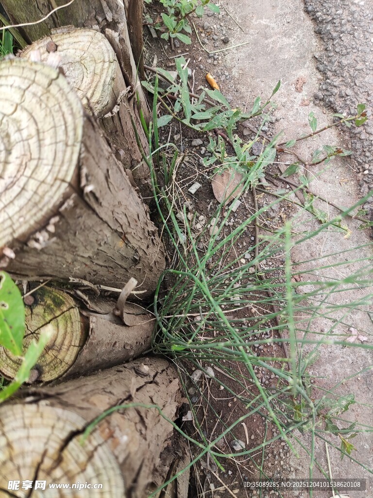木堆旁生长的绿色植物