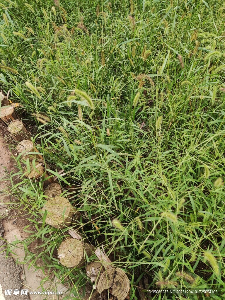 路边嫩绿繁茂的野草