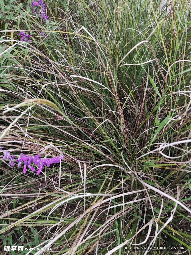 草丛中的紫色小花
