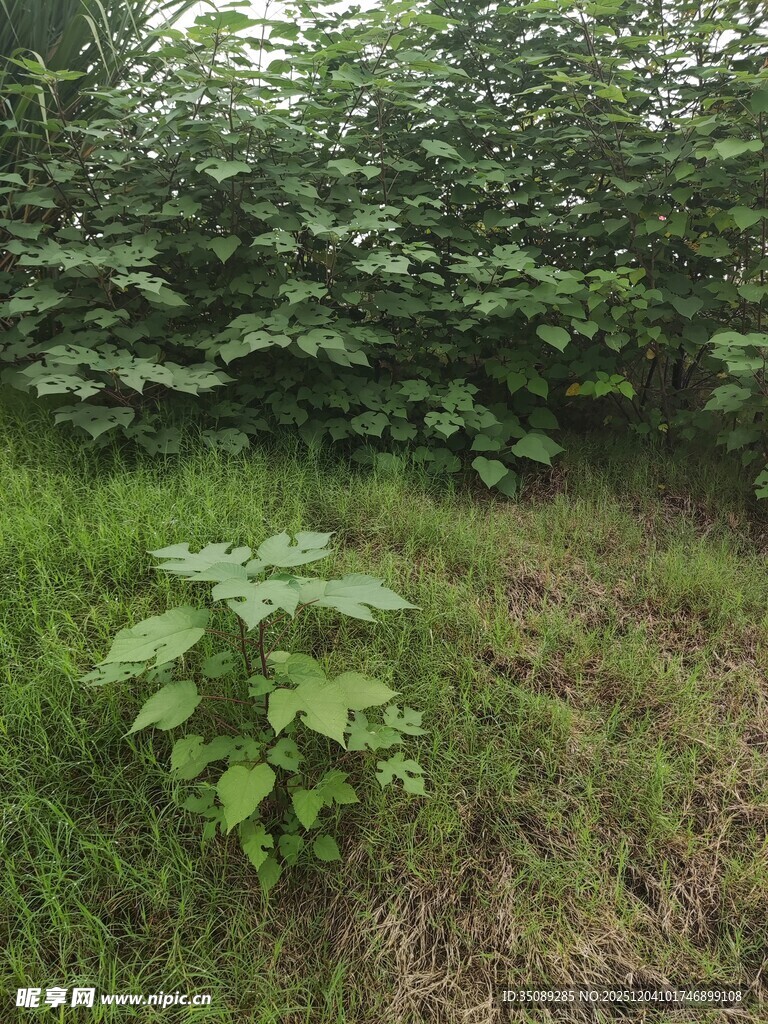 野外繁茂绿植景观