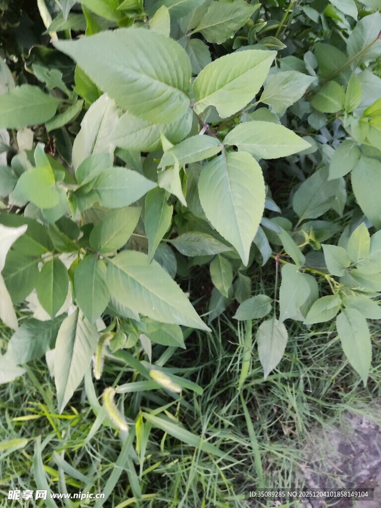 绿叶繁茂的植物景象