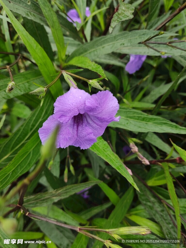 紫色小花绽放于绿叶间