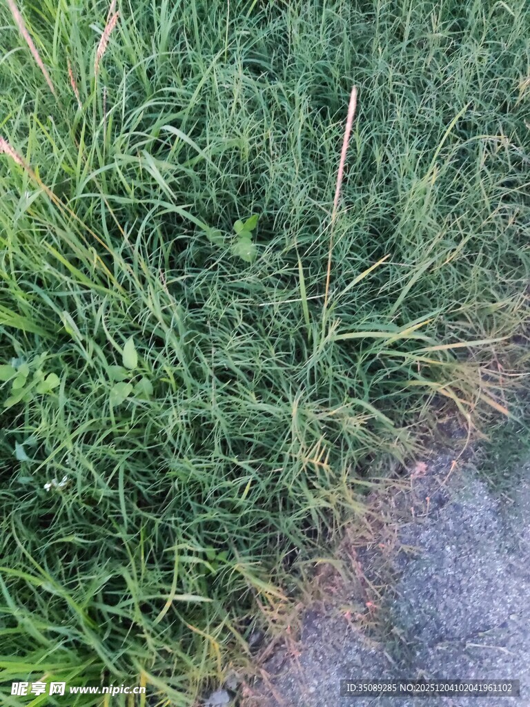 路边翠绿茂盛的野草