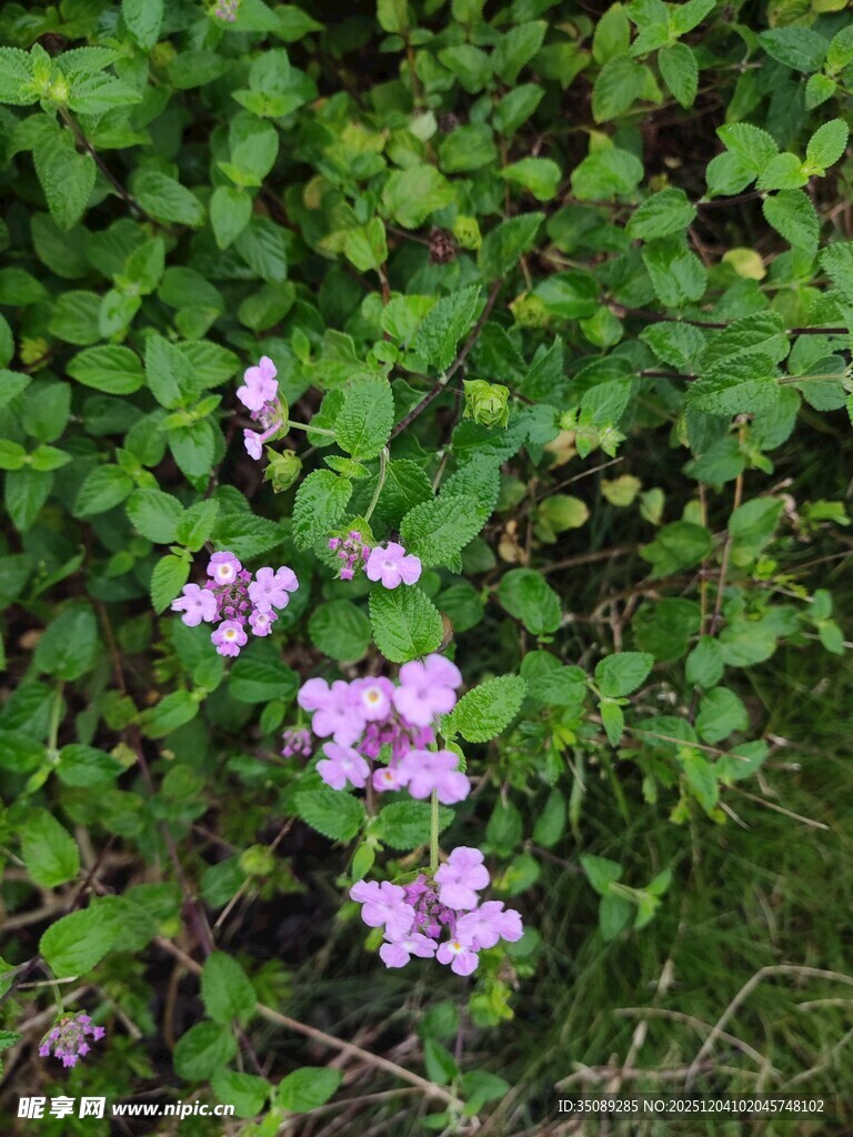 绿叶丛中的淡紫色小花