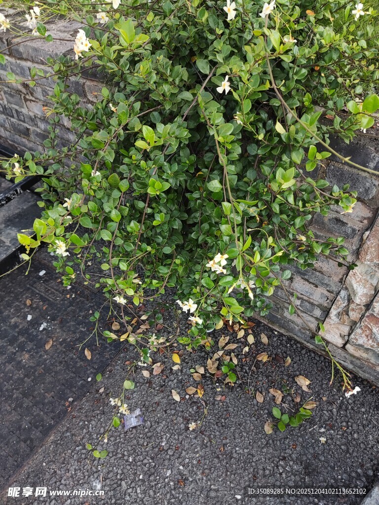 墙边绿植生机盎然