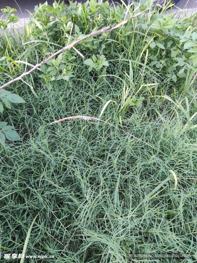 野外丛生的绿色植物