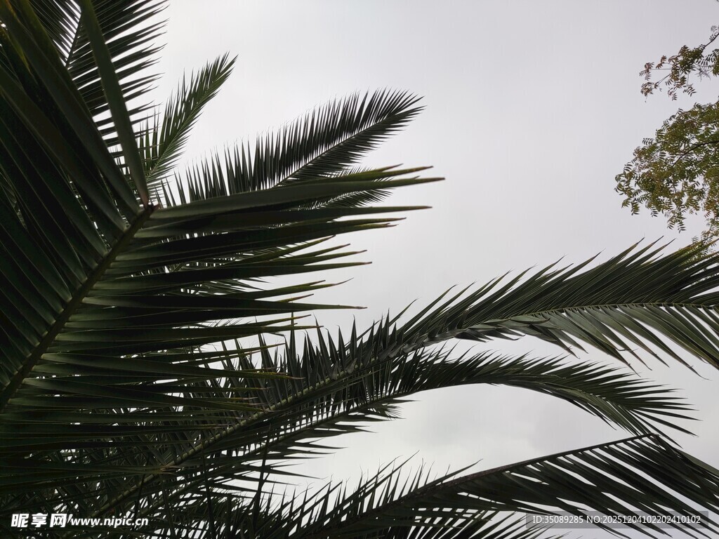 棕榈树叶与天空景致