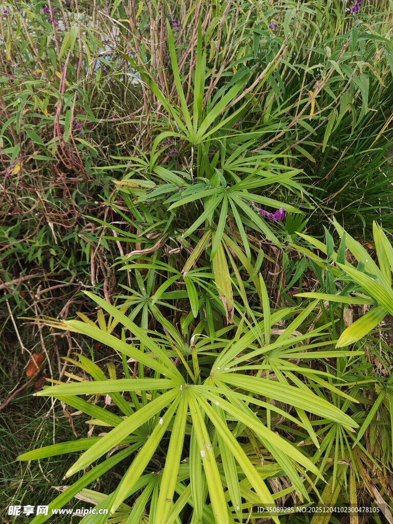 翠绿龙舌兰植物景观