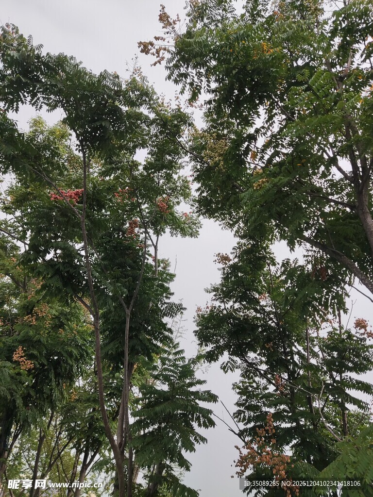 繁茂绿树展现自然生机