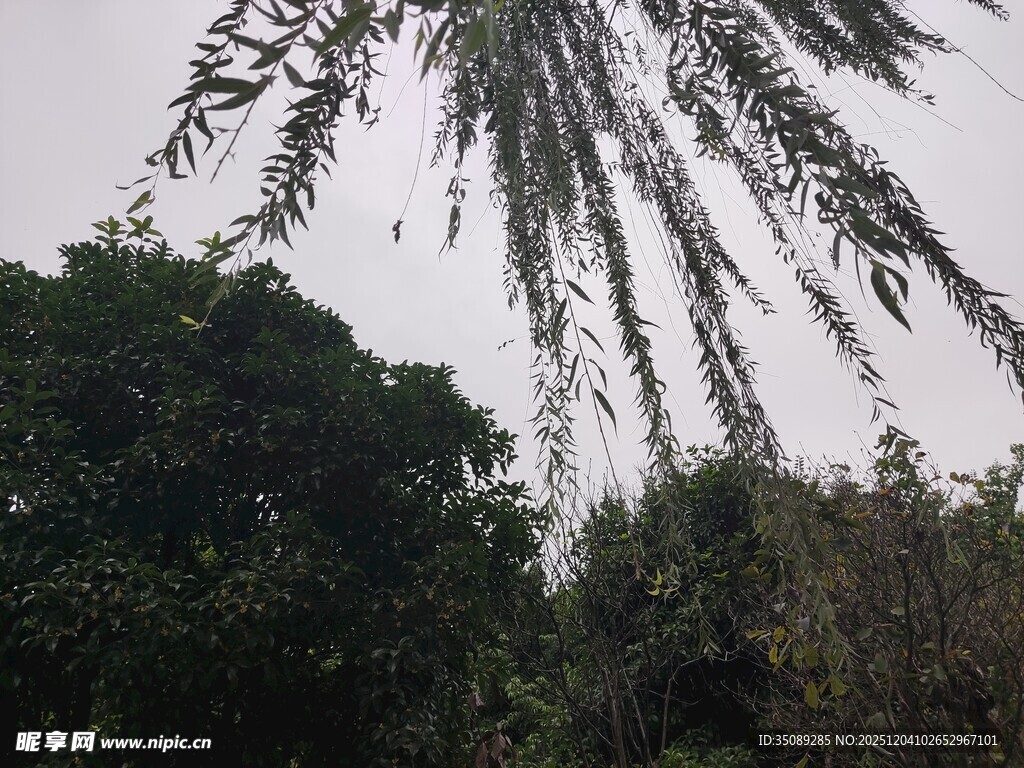 繁茂树林中的垂落枝叶