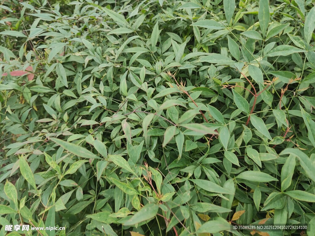 翠绿繁茂的植物叶片