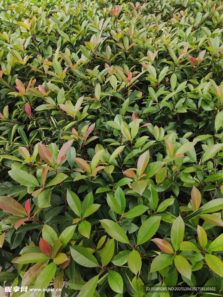 绿叶繁茂的植物景观