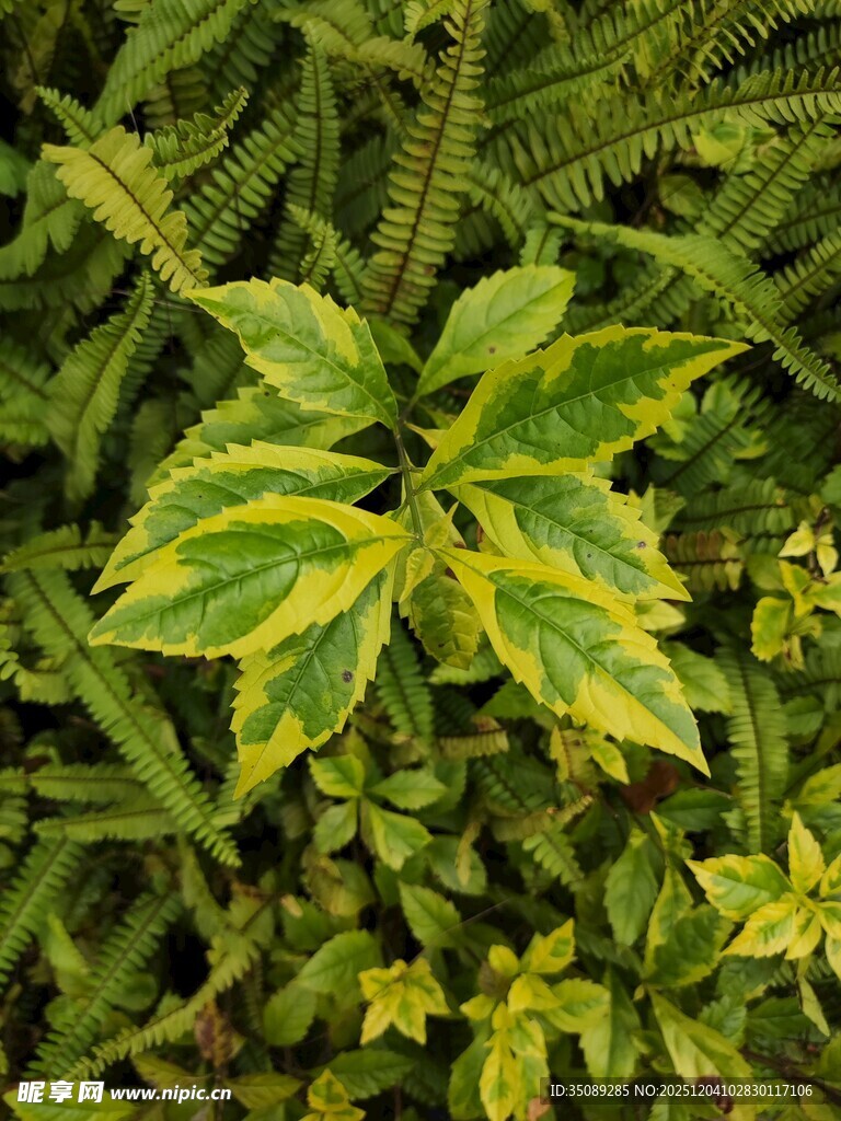 黄绿相间的斑斓叶片