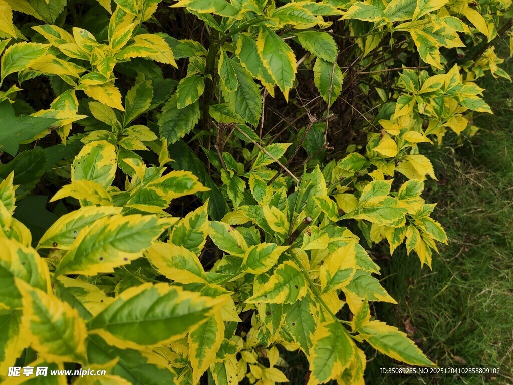 黄绿相间的斑斓叶片